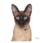 MY FAMILY SIAMESE - Imagen 3