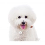 MY FAMILY BICHON FRISE - Imagen 3