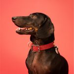 MF COLLAR TUCSON, CUERO ROJO, 30/40-2,2 cm / MD - Imagen 4