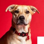 MF MEMOPET COLLAR NYLON ROJO, 35/53-2,2 cm / MD - Imagen 3