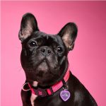 MF MEMOPET COLLAR NYLON ROSADO, 44/68-2,8 cm / LG - Imagen 3