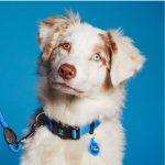 MF MEMOPET COLLAR NYLON AZUL, 35/53-2,2 cm / MD - Imagen 3